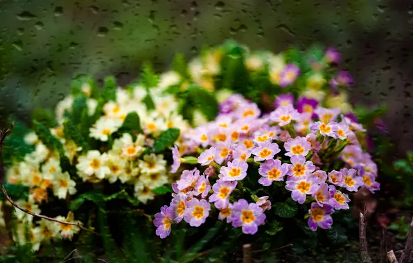 Drops, flowers, the dark background, treatment, texture, spring, garden, pink