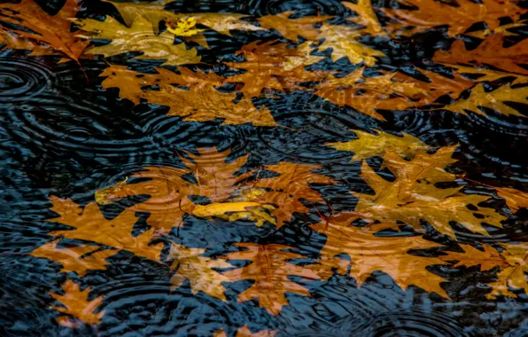 Picture autumn, leaves, water, circles