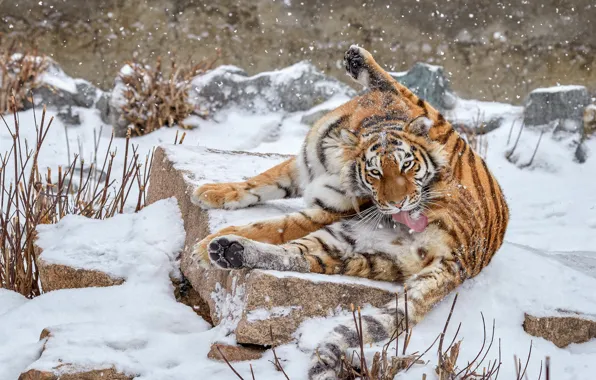 Winter, language, look, face, snow, branches, tiger, pose
