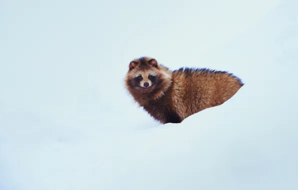 Snow, Japan, Hokkaido, raccoon dog
