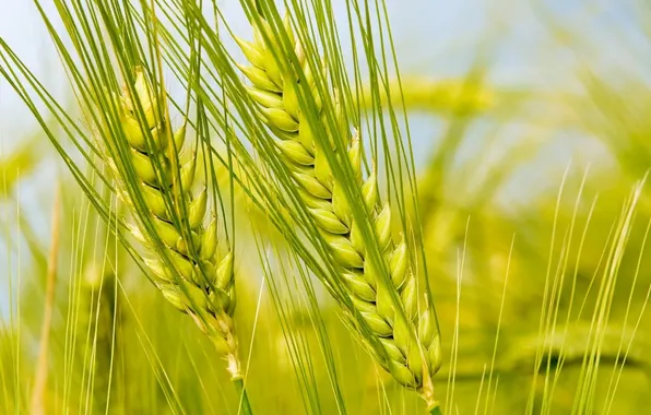 Picture wheat, macro, ears