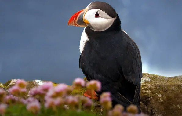 Picture Bird, Stalled, Atlantic Puffin