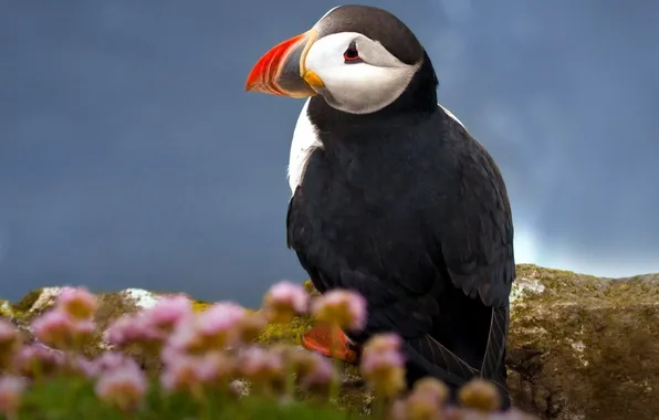 Bird, Stalled, Atlantic Puffin