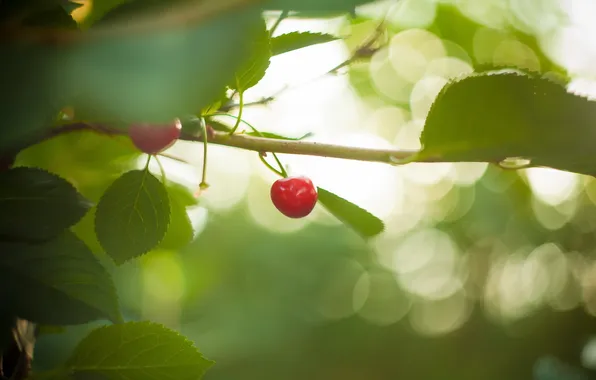 Leaves, nature, cherry