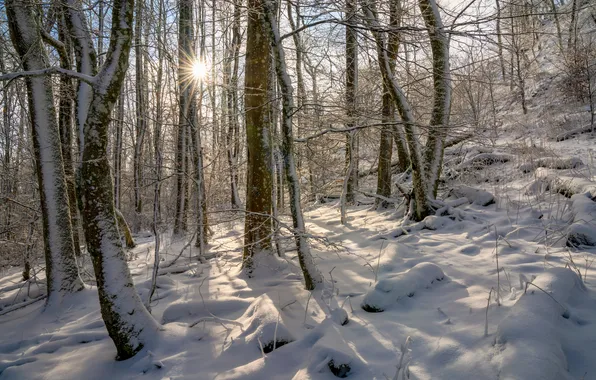 Picture The sun, Nature, Winter, Trees, Germany, Snow, Forest