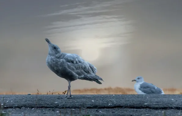 Birds, nature, howling seagull