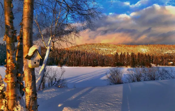 Picture winter, snow, trees, landscape, sunset, nature, hill, Canada
