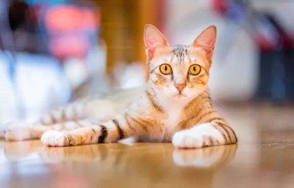 Cat, look, muzzle, kitty, bokeh, cat
