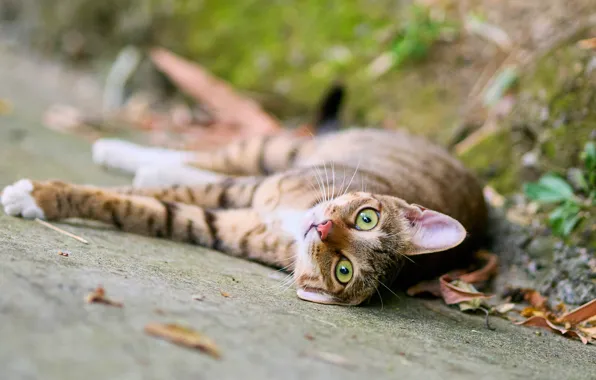 Road, autumn, cat, cat, look, face, pose, foliage