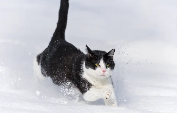Picture winter, cat, cat, snow, the snow, runs, ©Tambako The Jaguar