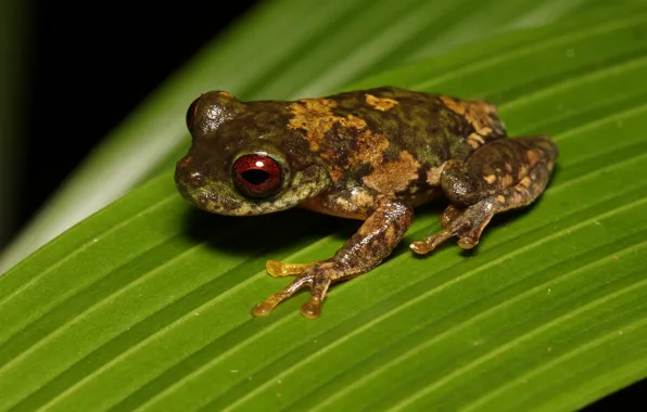 Look, leaves, macro, green, background, frog, sitting, reptile