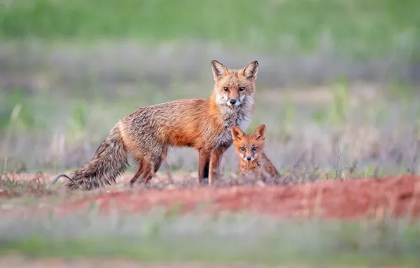 Field, Fox, Fox, a couple, mom, bokeh, Fox, two foxes