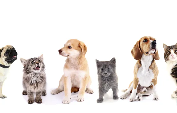 Cat, pug, puppy, Retriever, Beagle, cotinot