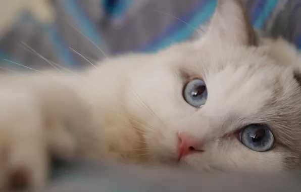 Picture cat, look, muzzle, blue eyes, Ragdoll