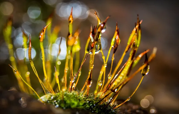 Grass, drops, light, nature, moss, grass, bokeh