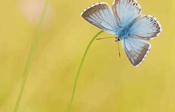 Picture yellow, background, butterfly, blue, grass