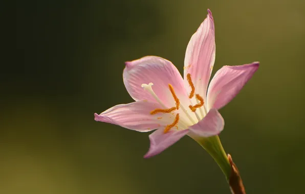 Flowers, nature green style, bokeh background