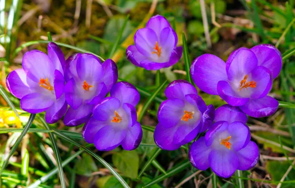 Grass, macro, flowers, bright, spring, crocuses, lilac, bokeh