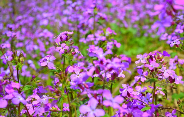 Spring, Spring, Purple flowers, Purple flowers