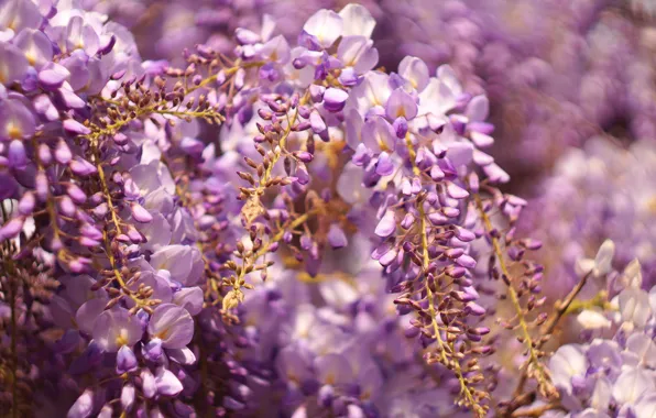 Flowers, blur, spring, flowering, inflorescence, lilac, bokeh, Wisteria
