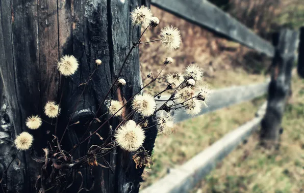 Picture autumn, macro, nature, the fence, dandelions