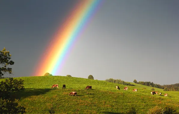 Picture the sky, rainbow, cows