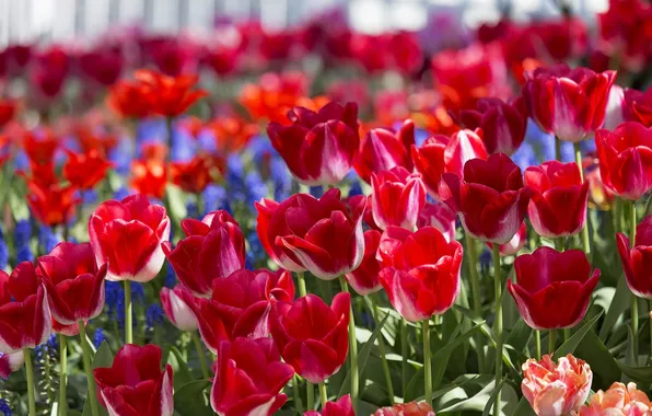 Spring, tulips, buds