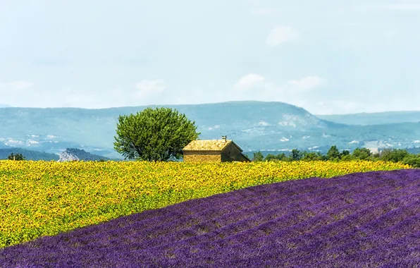 Field, flowers, mountains, house, France, sunflower, lavender, plantation