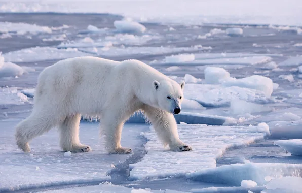 Winter, snow, nature, pose, bear, polar bear, polar