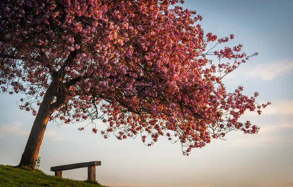 Summer, tree, bench