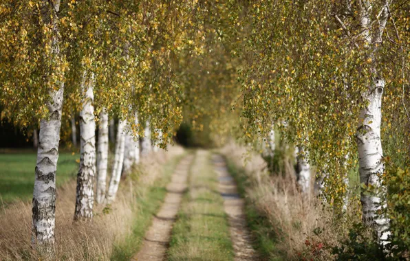 Picture road, autumn, birch