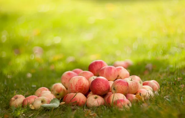 Autumn, grass, the sun, Apples