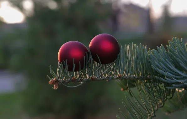 Balls, macro, balls, toys, branch