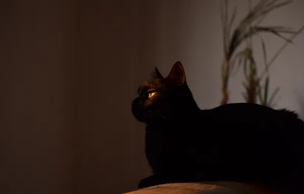 Cat, cat, look, pose, face