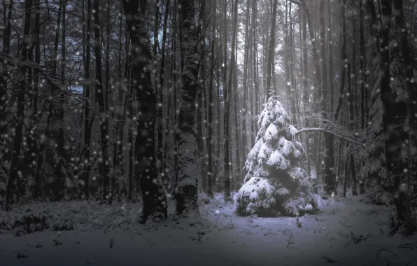 Picture forest, snow, tree