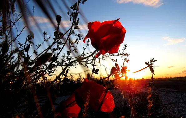 Summer, the sky, sunset, flowers, Maki, meadow, red
