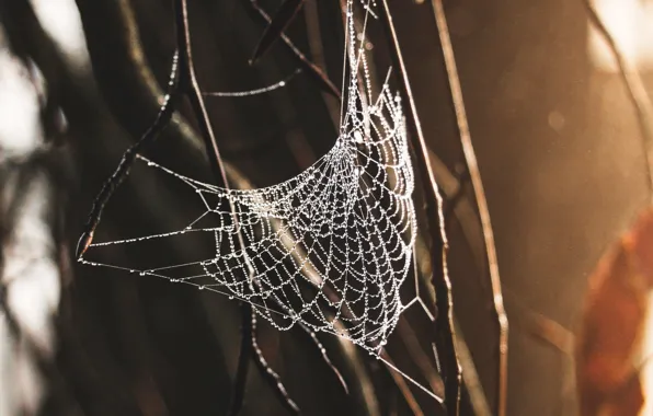 Picture spider, macro, web