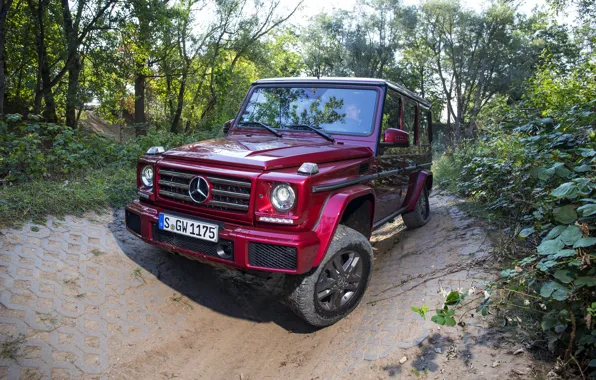 Picture vegetation, Mercedes-Benz, SUV, G500, G-Class, 2015, G 500, V8 Biturbo