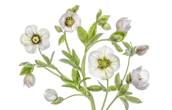 Macro, hellebore, Helleborus