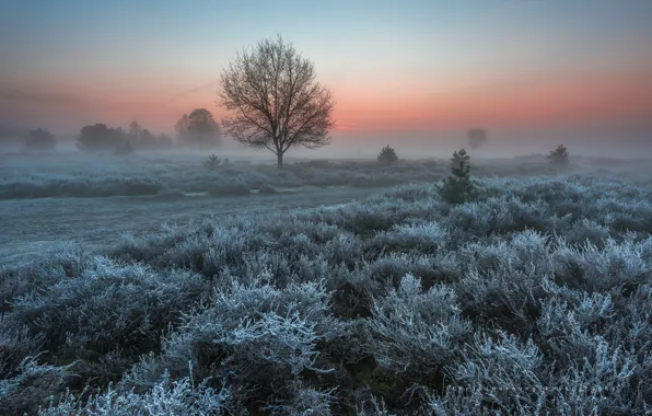 Frost, trees, nature, spring, morning, Netherlands, the bushes, frost