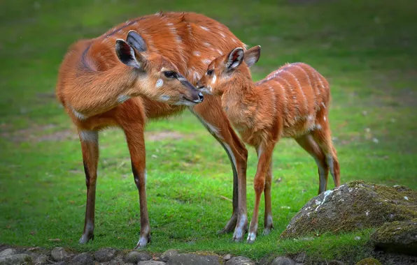 Picture grass, pose, glade, two, deer, baby, pair, cub