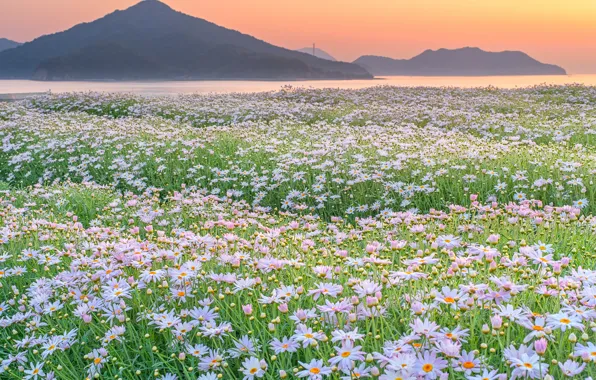 Field, flowers, mountains, nature