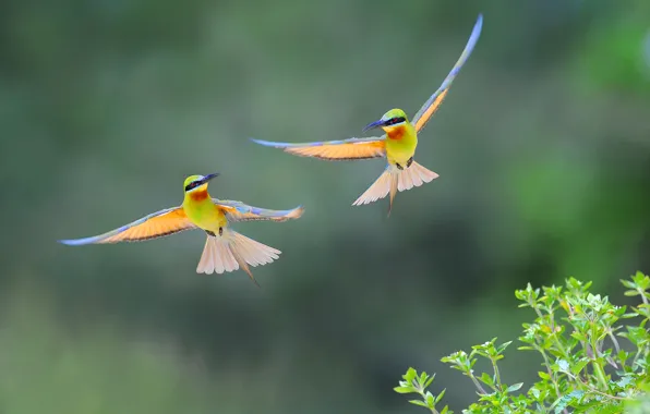 Picture flight, bird, wings, tail
