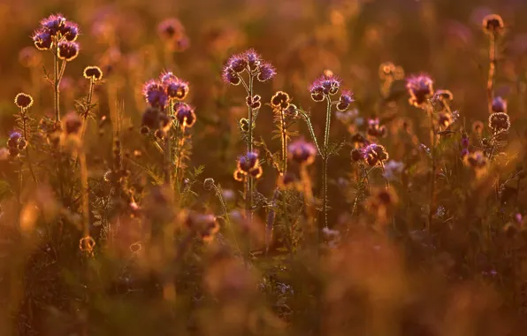Picture field, summer, light, sunset, flowers, nature, plant, meadow