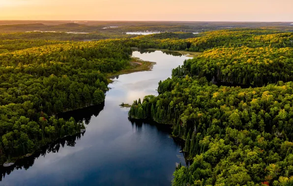 Forest, river, pond, Bank