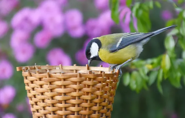 Autumn, birds, nature, tit