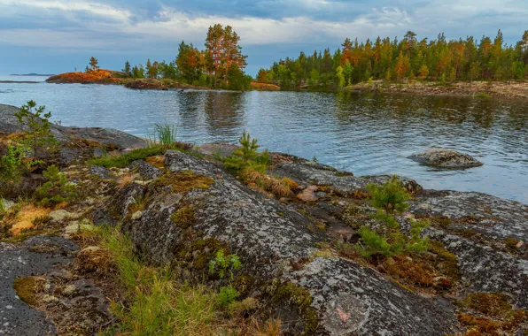 Picture grass, trees, landscape, nature, stones, Bay, Lake Ladoga, Karelia