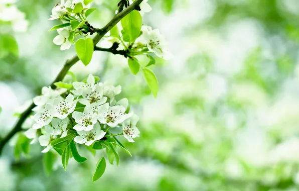 Picture leaves, flowers, branches, Apple