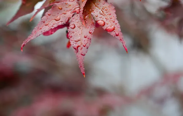 Drops, macro, sheet