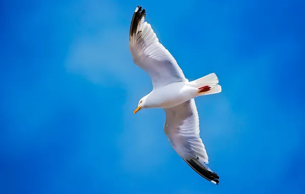 Picture the sky, flight, bird, wings, Seagull